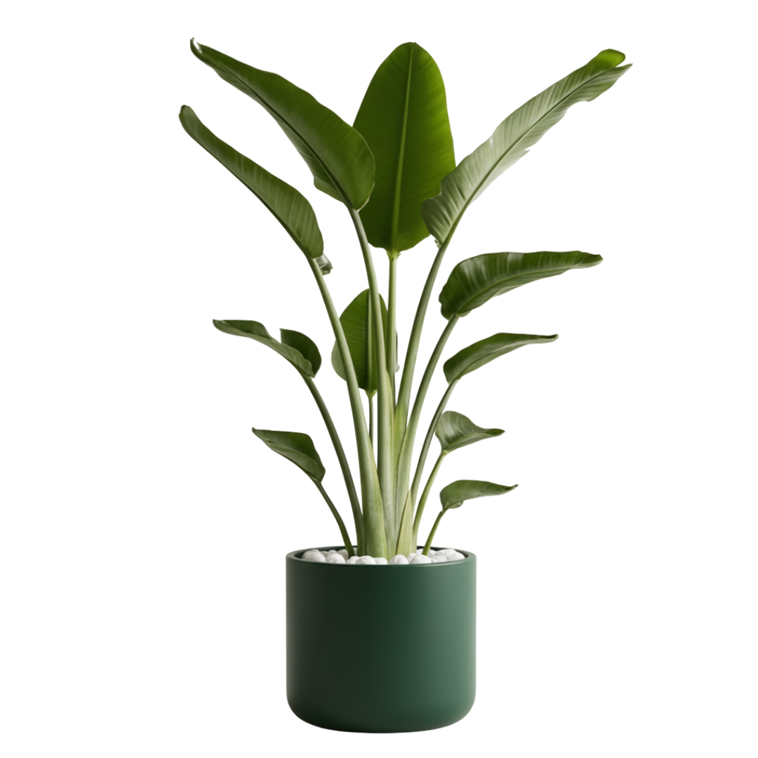 Indoor plants - نباتات داخلية