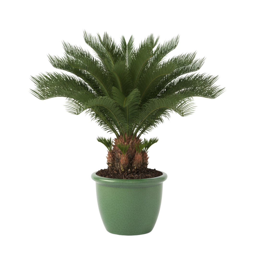 outdoor plants - نباتات خاريجية